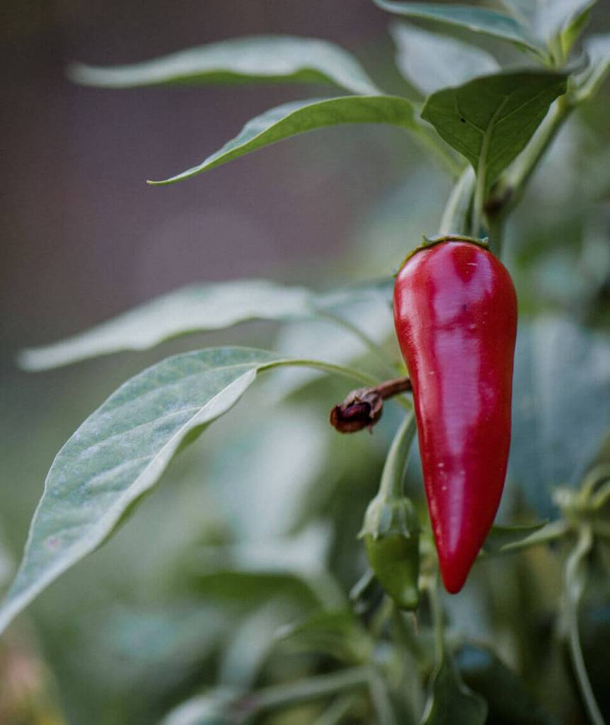 A ripe red pepper still growing on the plant